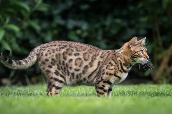 Bengala gato no jardim — Fotografia de Stock
