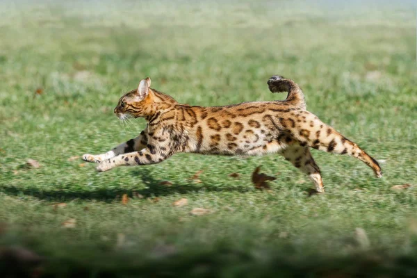 Gato de Bengala corriendo —  Fotos de Stock