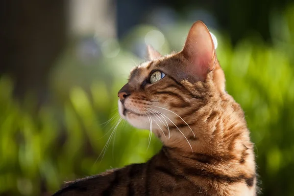 Bengaalse kat voorjaar close-up — Stockfoto