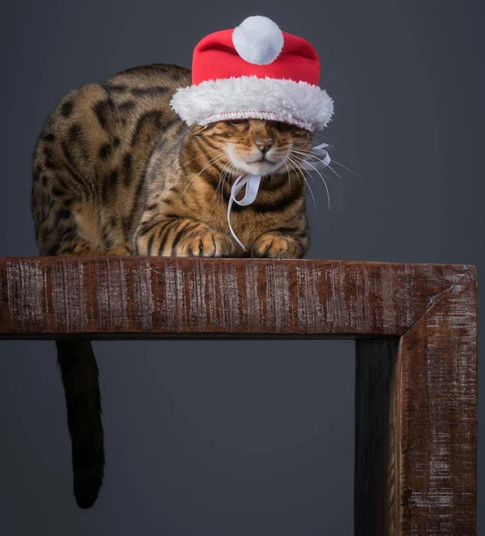 Noel Baba kedi — Stok fotoğraf