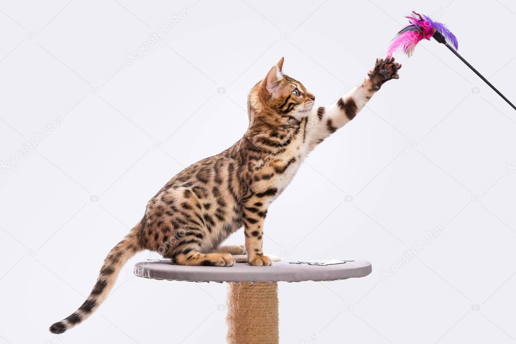 Bengal Kitten playing