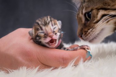 Bengal yavru kedi 3 gün genç