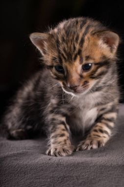 Bengal yavru kedi 3 hafta genç