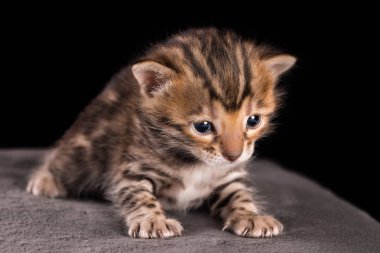 Bengal yavru kedi 3 hafta genç