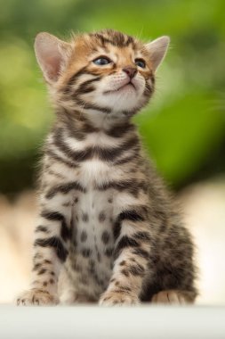 Bengal Kitten 4 Weeks young outdoor clipart