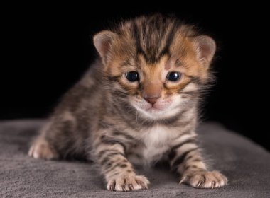 Bengal yavru kedi 3 hafta genç