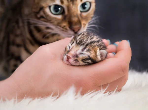 Gattino del Bengala 3 giorni giovane — Foto Stock