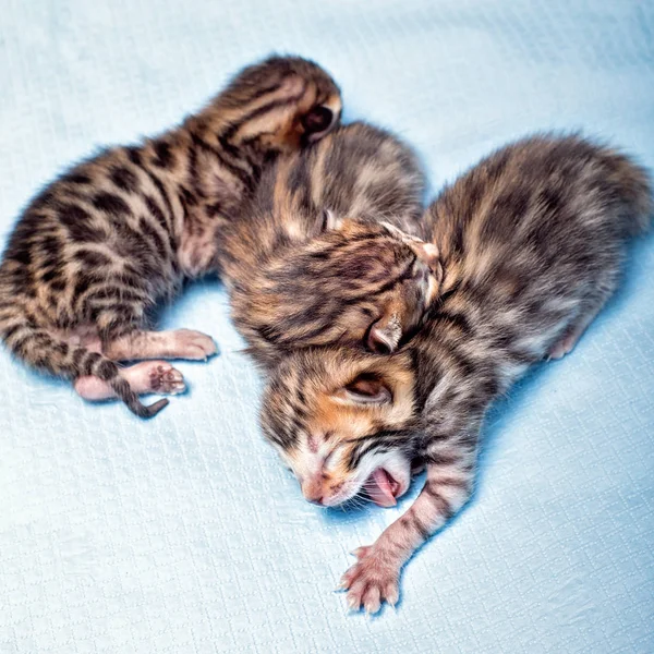 Gattino del Bengala 3 giorni giovane — Foto Stock