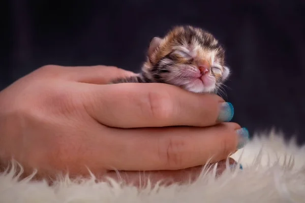 Bengaalse Kitten 3 dagen jong — Stockfoto