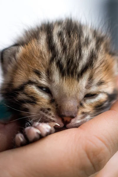 ベンガル子猫 2 週間若い — ストック写真
