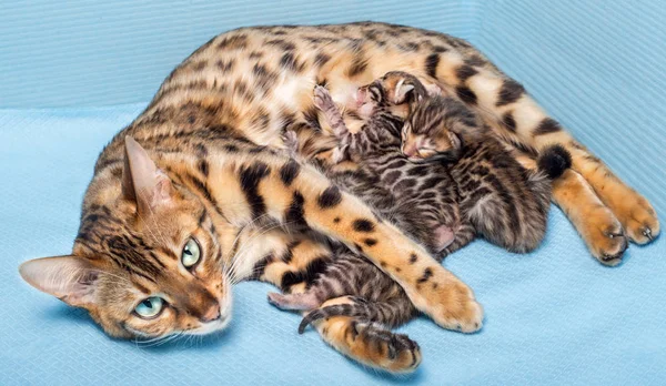 Bengalkatze mit 5 Tage jungem Kätzchen — Stockfoto