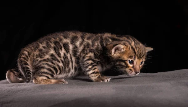 Bengala gattino 3 settimane giovane — Foto Stock