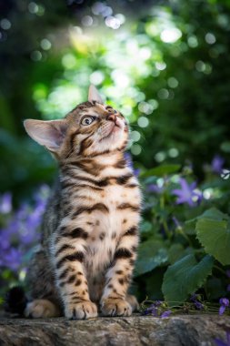 Bengal Kitten 8 Weeks young outdoor clipart
