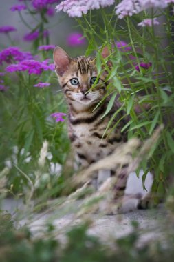Bengal yavru kedi çiçek açık arasında