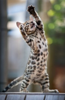 Bengal çılgın gibi açık oynayan yavru kedi