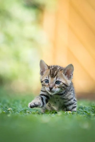 Gatinho de Bengala no gramado — Fotografia de Stock