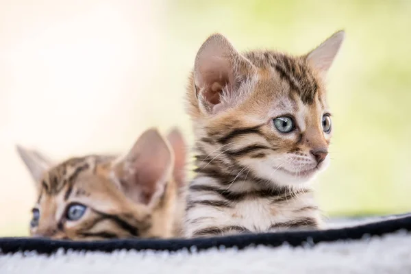 Gatinhos de bengala — Fotografia de Stock