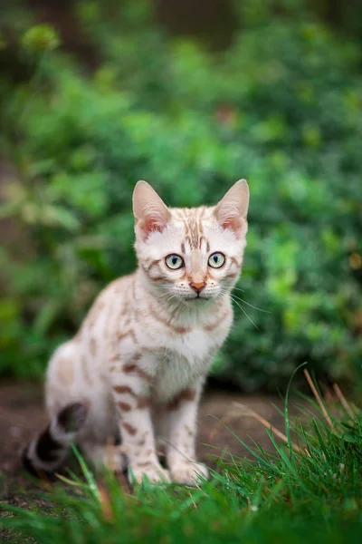 Visón color bengala gatito al aire libre — Foto de Stock