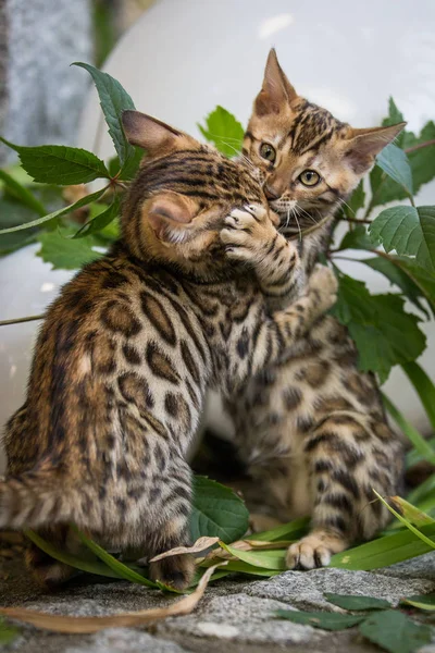 Bengala gatito batalla al aire libre — Foto de Stock