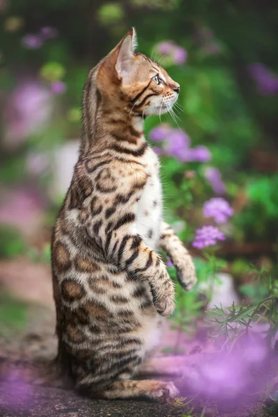 Gatito de bengala al aire libre estilo suricata —  Fotos de Stock