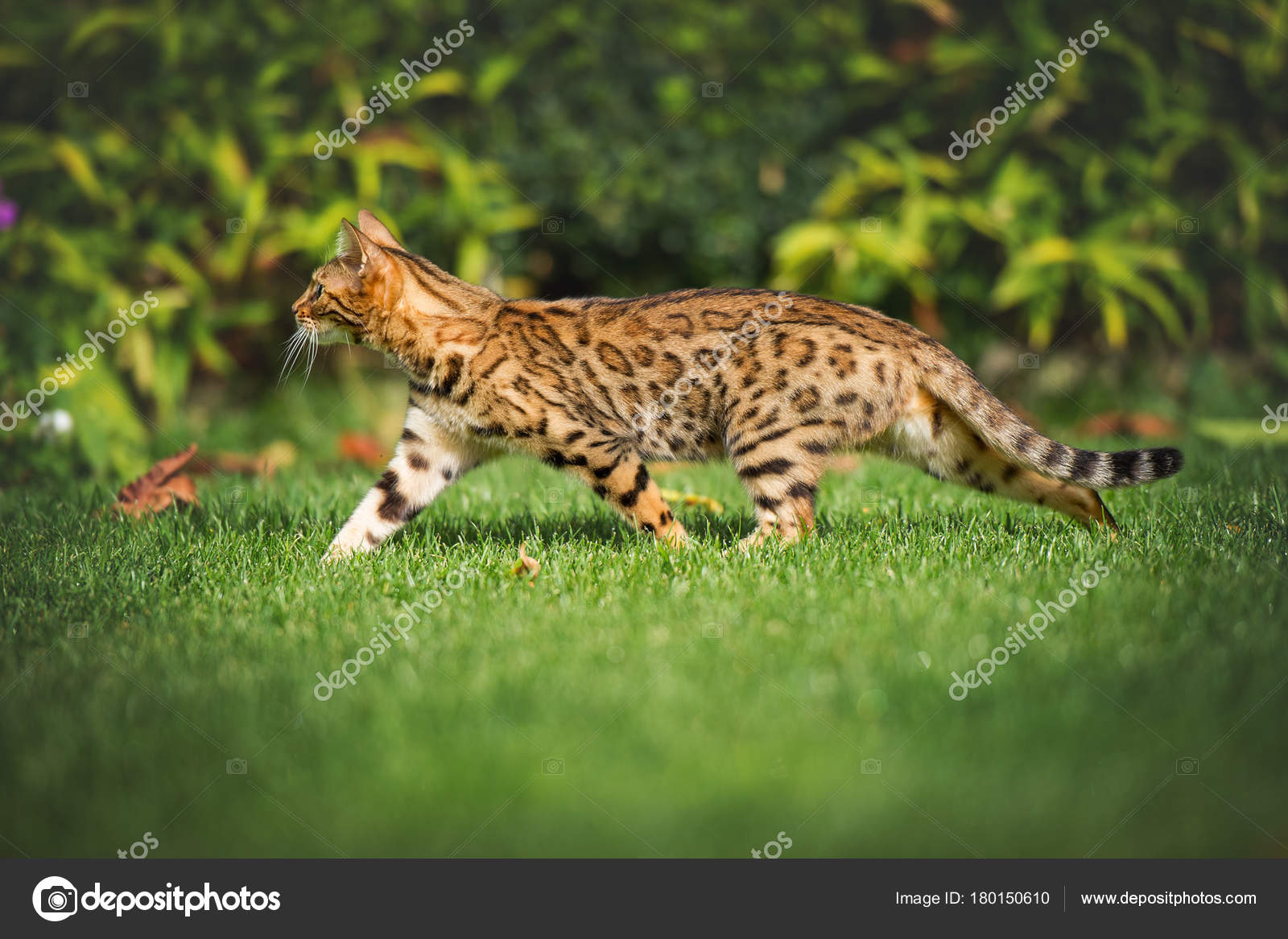 Bengal Cat Running Best Cat Wallpaper