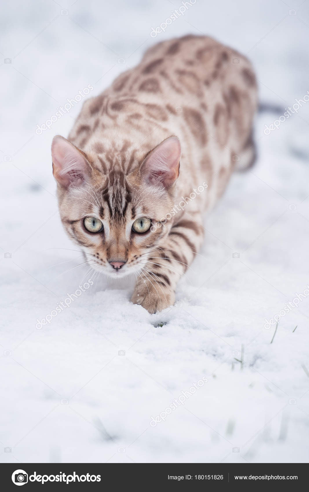 White Bengal In Snow Stock Photo By C Krappweis