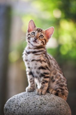 Bengal Kitten sitting on Rock, outdoor clipart