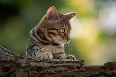 Bengal Cat in Garden clipart