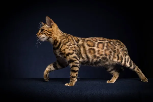 Bengal Cat in Studio — Stock Photo, Image