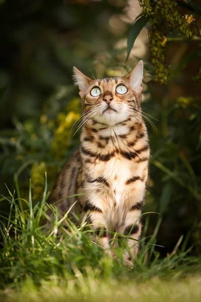 Kot Bengalski Biesiada Ogrodzie — Zdjęcie stockowe