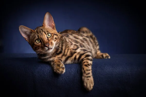 Bengalski kot w studio — Zdjęcie stockowe