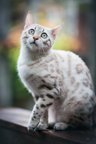 Bengal-Katze im freien — Stockfoto