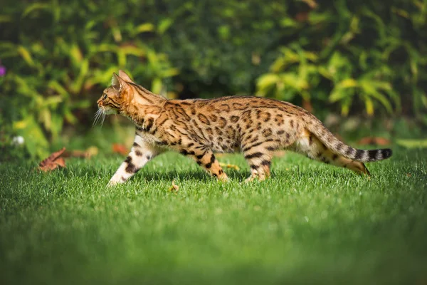 Bengalkatze im Garten — Stockfoto