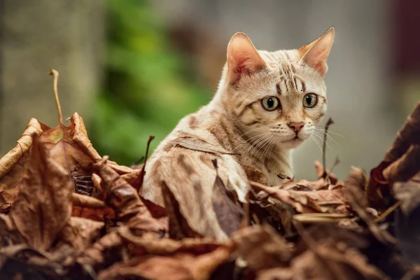 Gato de Bengala em Folhas de Outono — Fotografia de Stock