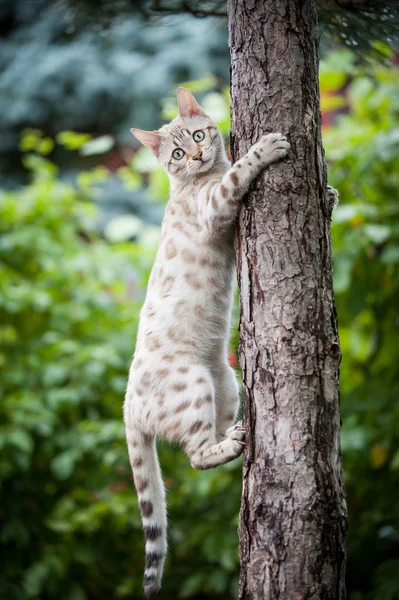 孟加拉猫在树 — 图库照片