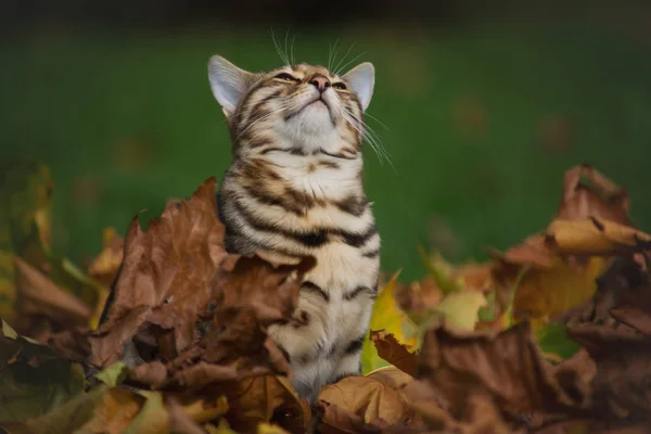 Sonbaharda yapraklar kedi — Stok fotoğraf