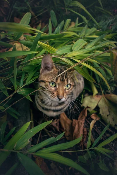 Katt i falla lövverk — Stockfoto