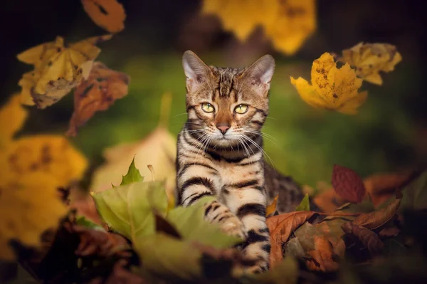 Bengal kedi sonbaharda yapraklar — Stok fotoğraf