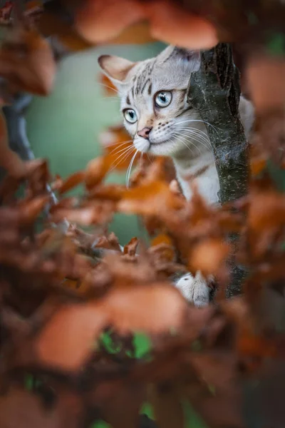 Бенгальський кіт klimbing в дерево — стокове фото