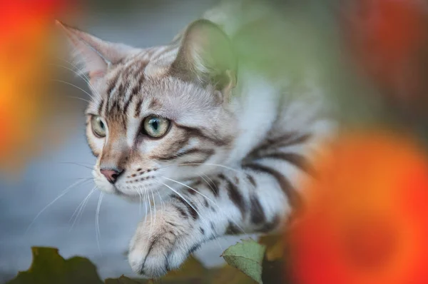 Бенгальский кот между цветами — стоковое фото