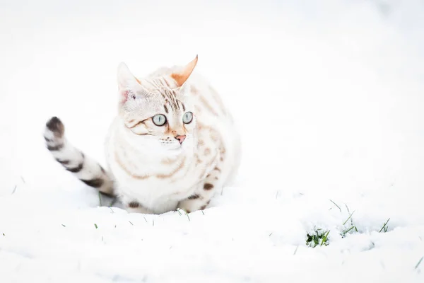 Bengala Blanca en Nieve —  Fotos de Stock