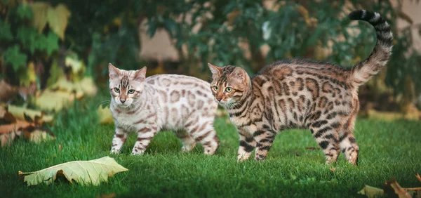 Dwa bengalski koty w ogrodzie — Zdjęcie stockowe