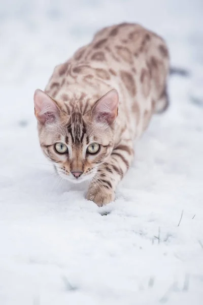 White Bengal in Snow — Stock Photo, Image