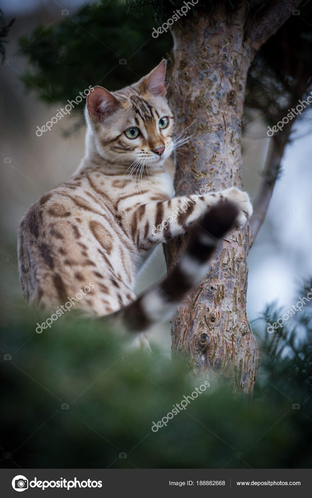 bengal cat climbing tree