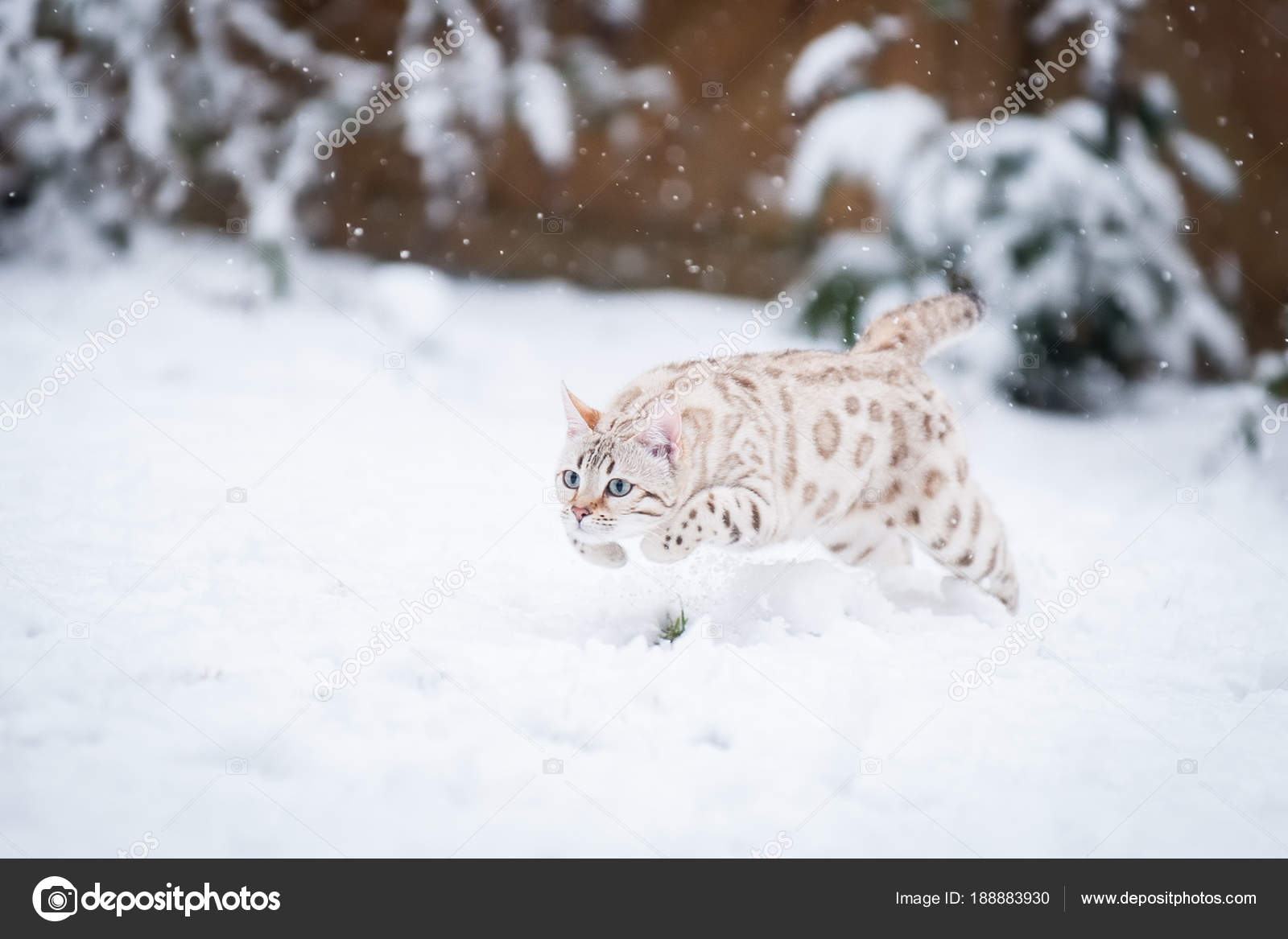 snow white bengal