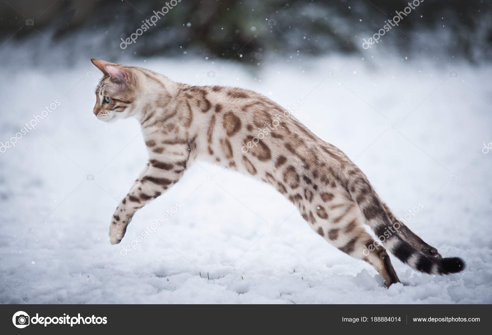 snow white bengal