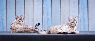 Bengal Cats Studio