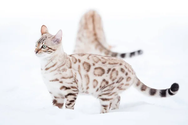 White Bengals in Snow — Stock Photo, Image