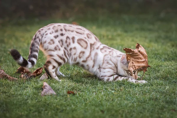 Wit Bengalen jagen blad — Stockfoto