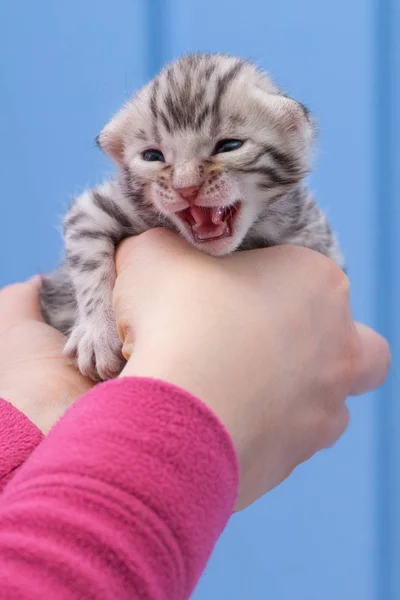 Gatito de Bengala Plata —  Fotos de Stock